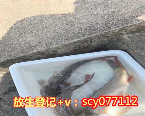重庆哪里能放生鲤鱼，两老人在重庆嘉陵江中钓起鳄鱼疑似被人放生