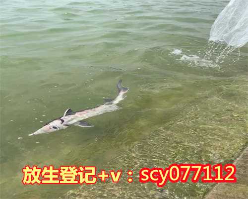 重庆哪里能放生，两老人在重庆嘉陵江中钓起鳄鱼疑似被人放生