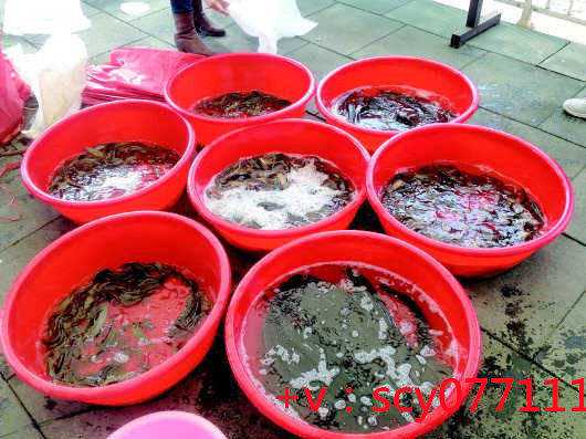 滁州代放生-滁州代放生泥鳅的功德和作用