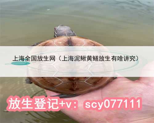 上海全国放生网（上海泥鳅黄鳝放生有啥讲究）